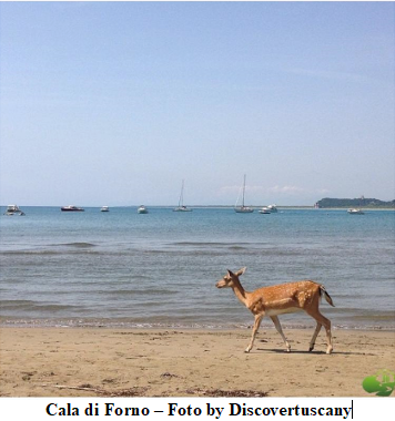 Le 10 Spiagge Più Belle Della Maremma Grossetana Proloco